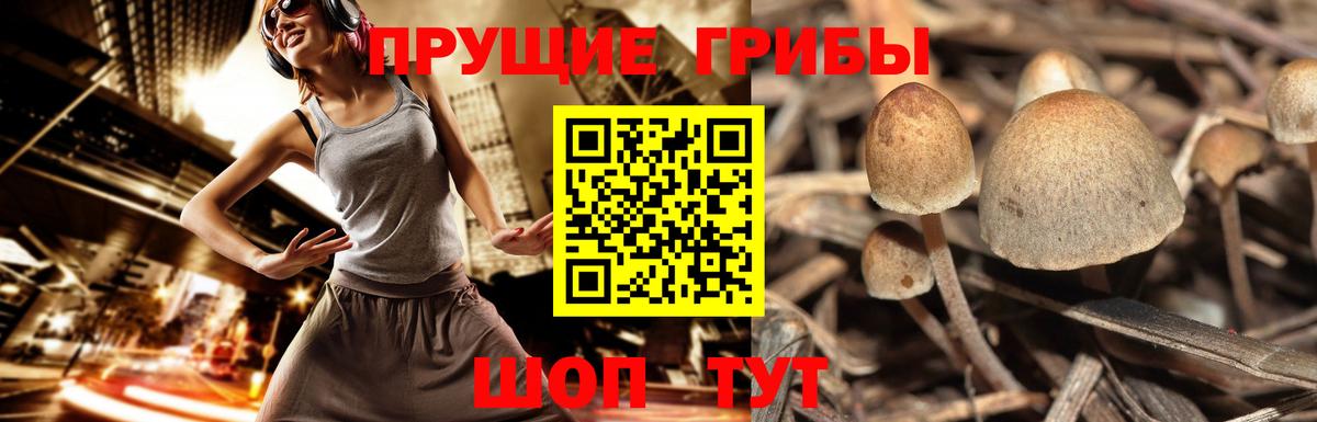 Лобня  Псилоцибиновые грибы Psilocybe  Вход с VPN 